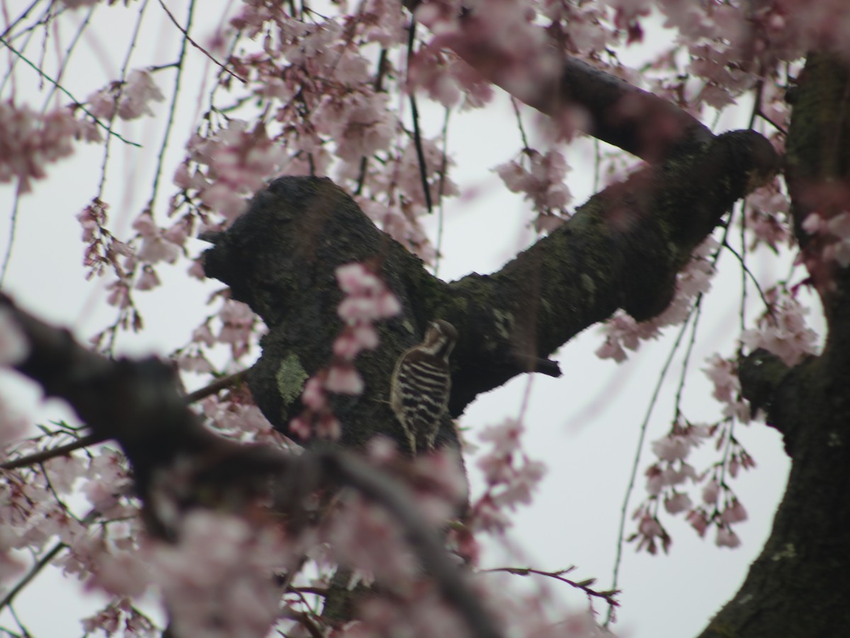 Japanese Pygmy Woodpecker - ML621394641