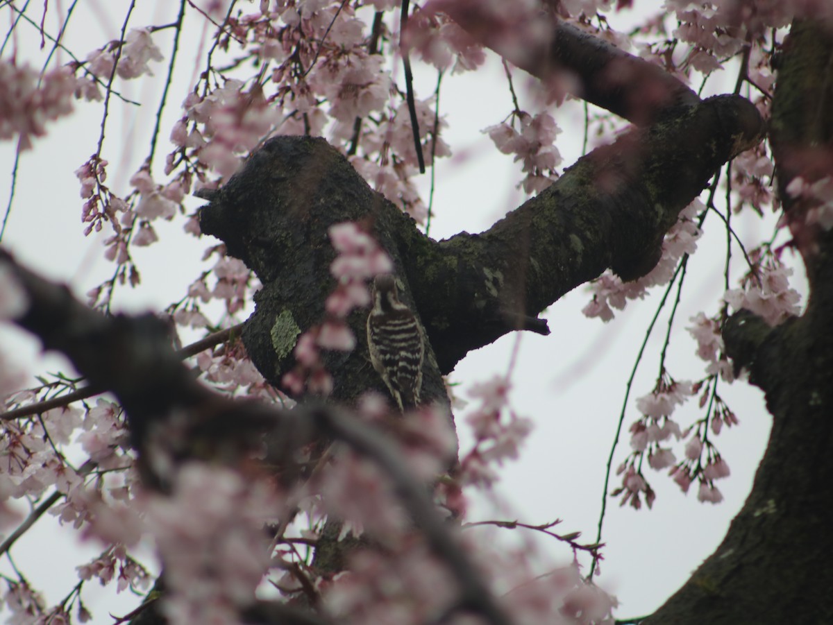 Japanese Pygmy Woodpecker - ML621394642