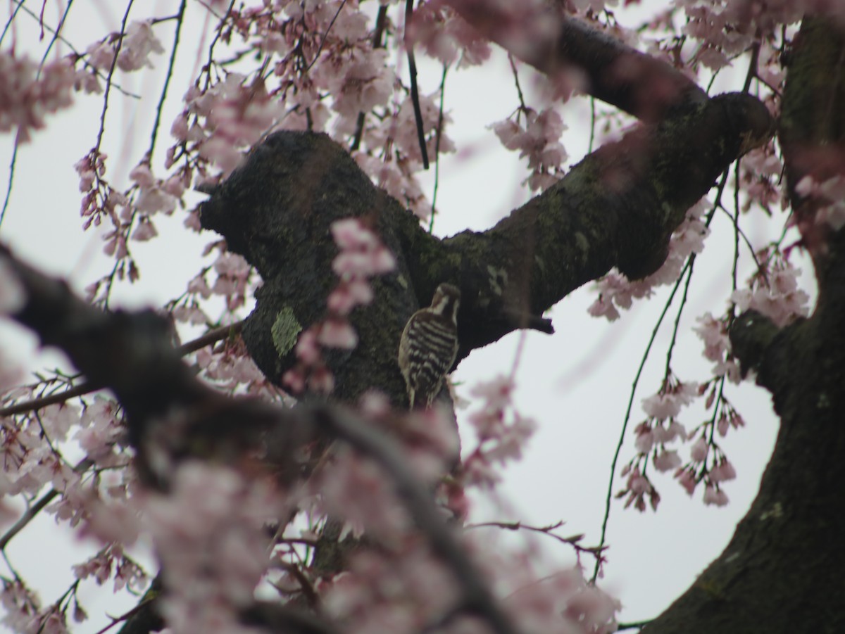 Japanese Pygmy Woodpecker - ML621394643
