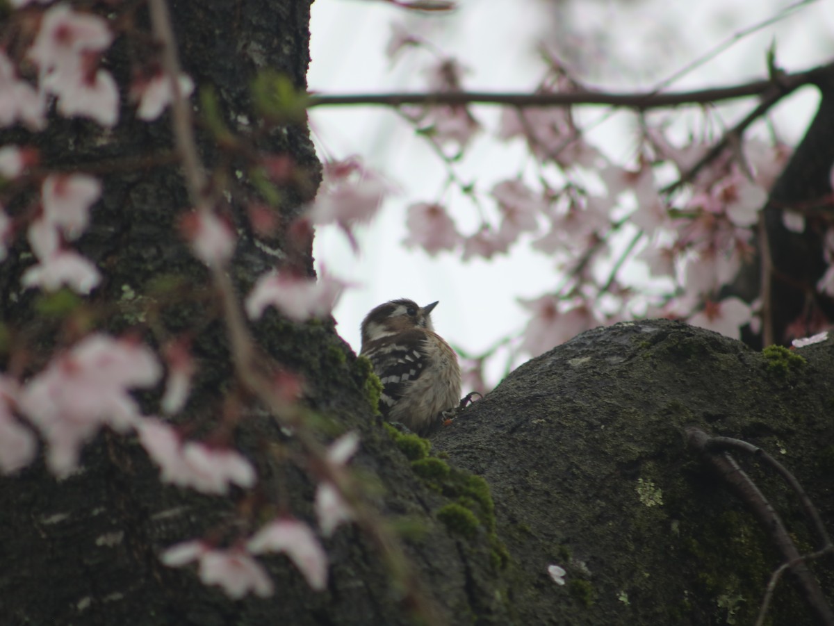 Japanese Pygmy Woodpecker - ML621394647