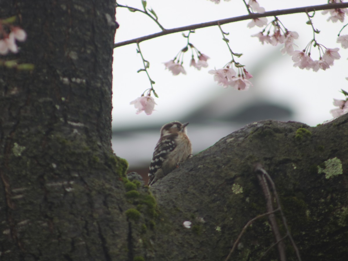 Japanese Pygmy Woodpecker - ML621394648