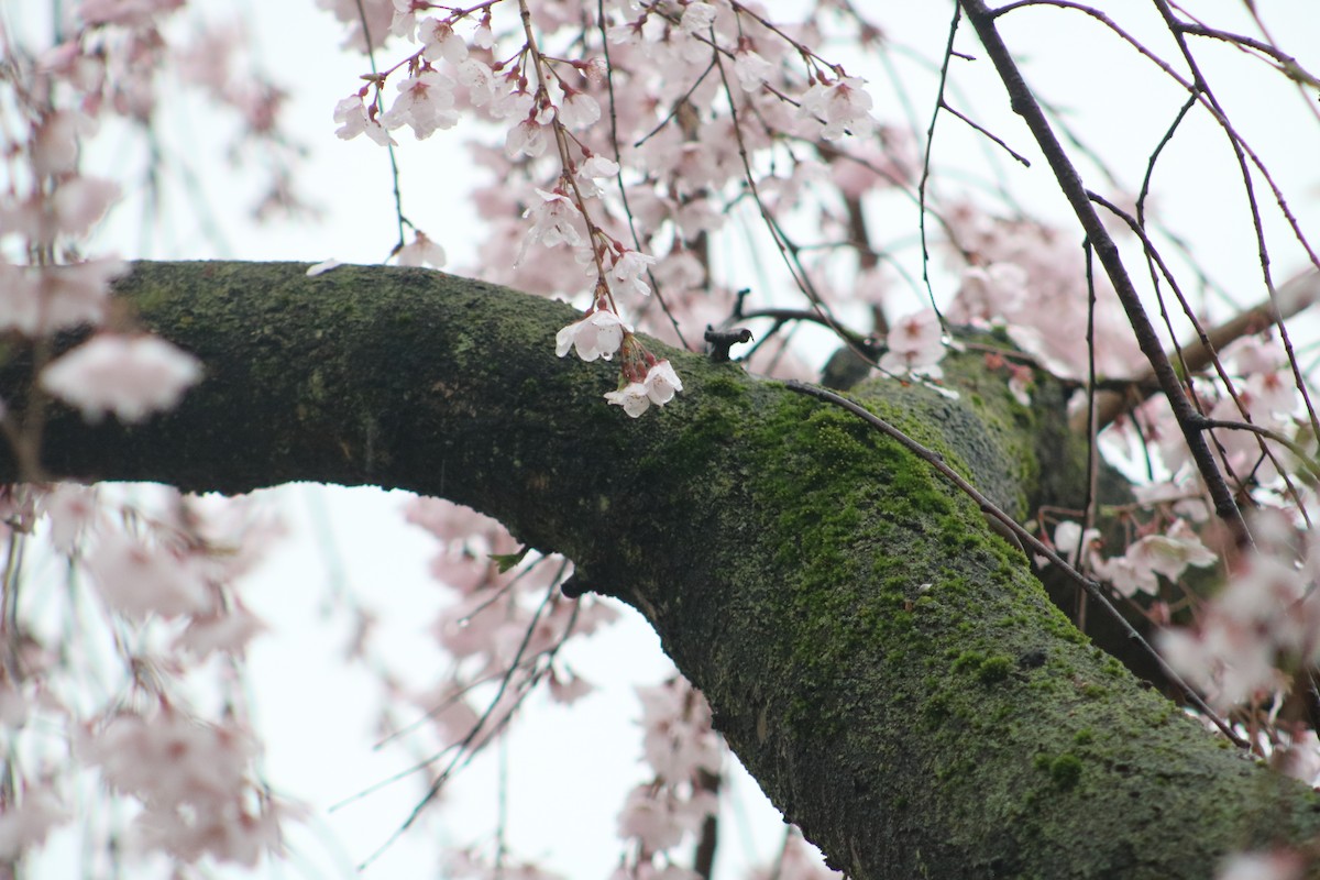 Japanese Pygmy Woodpecker - ML621394655