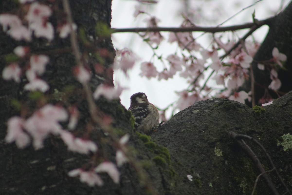Japanese Pygmy Woodpecker - ML621394657