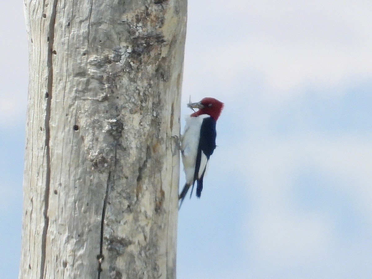 Red-headed Woodpecker - ML621394673