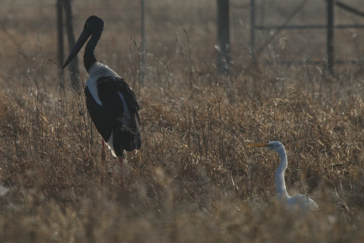 Black-necked Stork - ML621394727