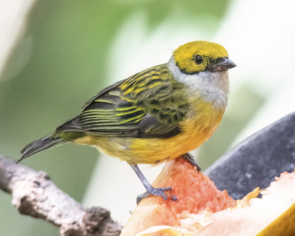 Silver-throated Tanager - ML621394810