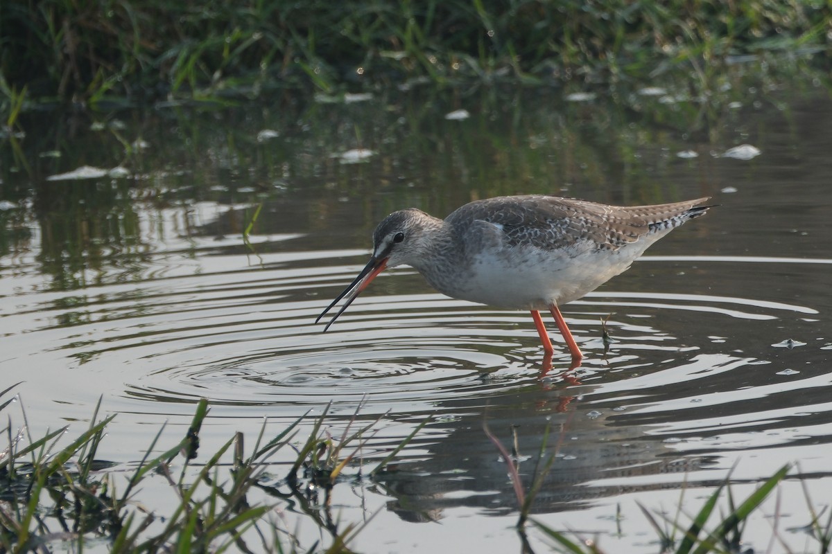 Spotted Redshank - ML621394843