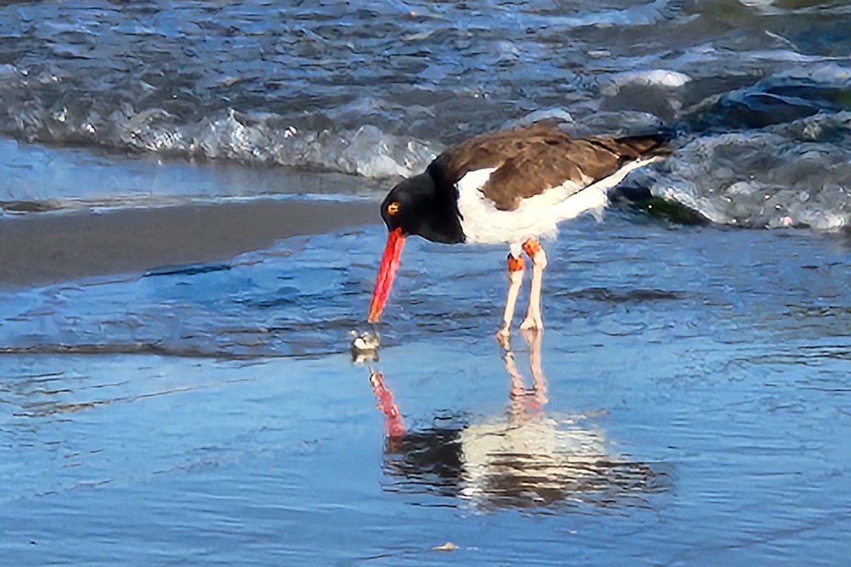 American Oystercatcher - ML621394869
