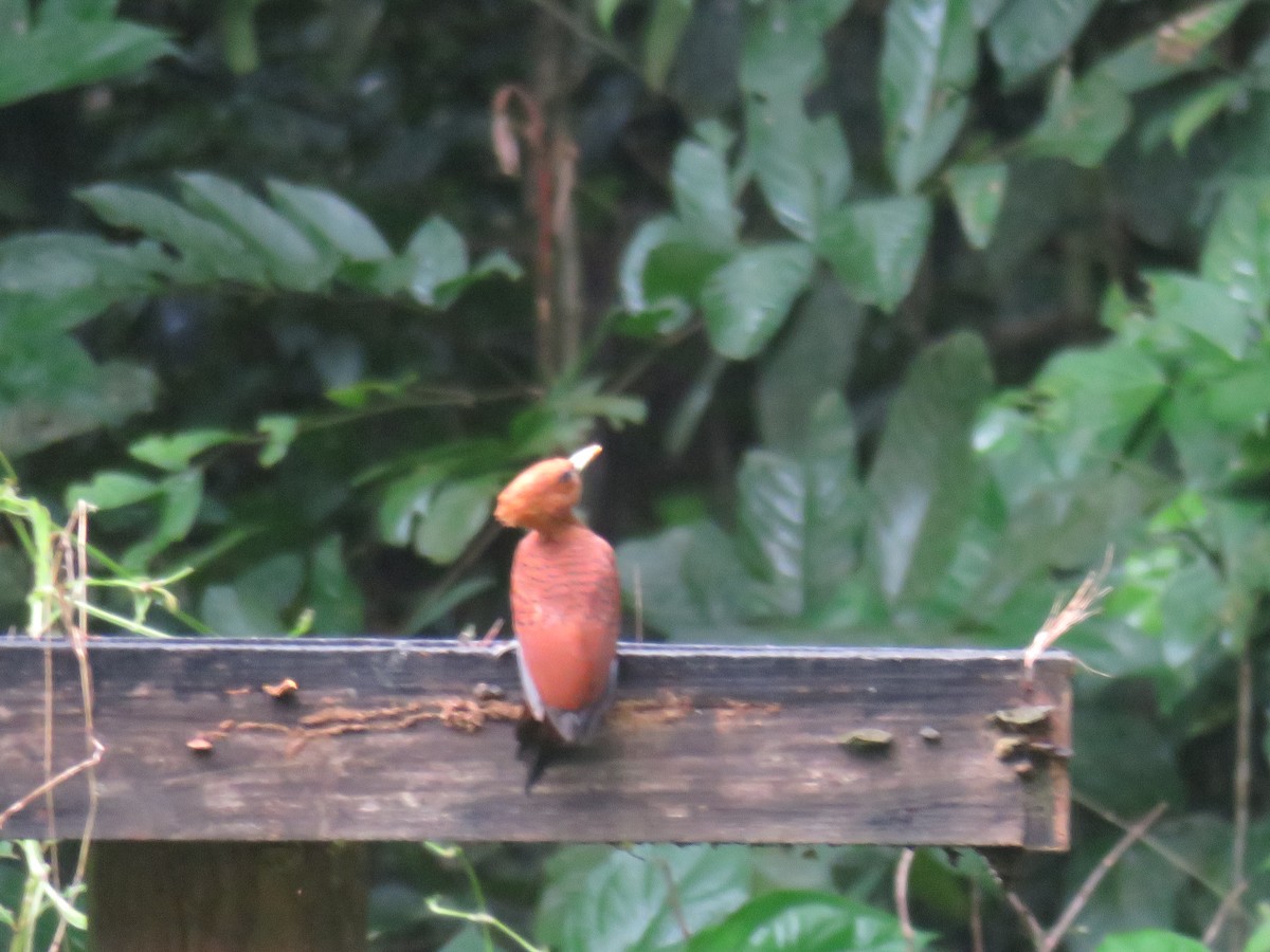 Chestnut-colored Woodpecker - ML621394884