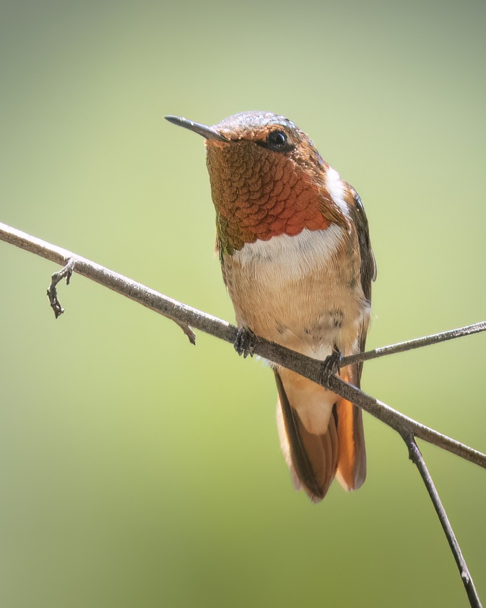 Scintillant Hummingbird - ML621394888