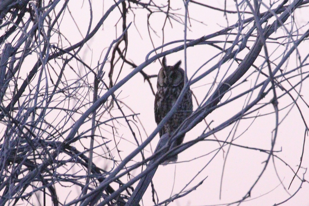 Long-eared Owl - ML621394918