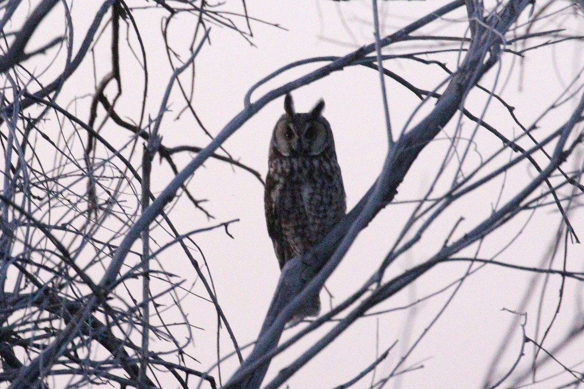 Long-eared Owl - ML621394919