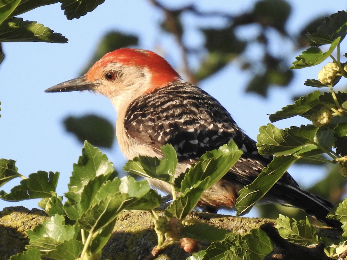 Red-bellied Woodpecker - ML621394950