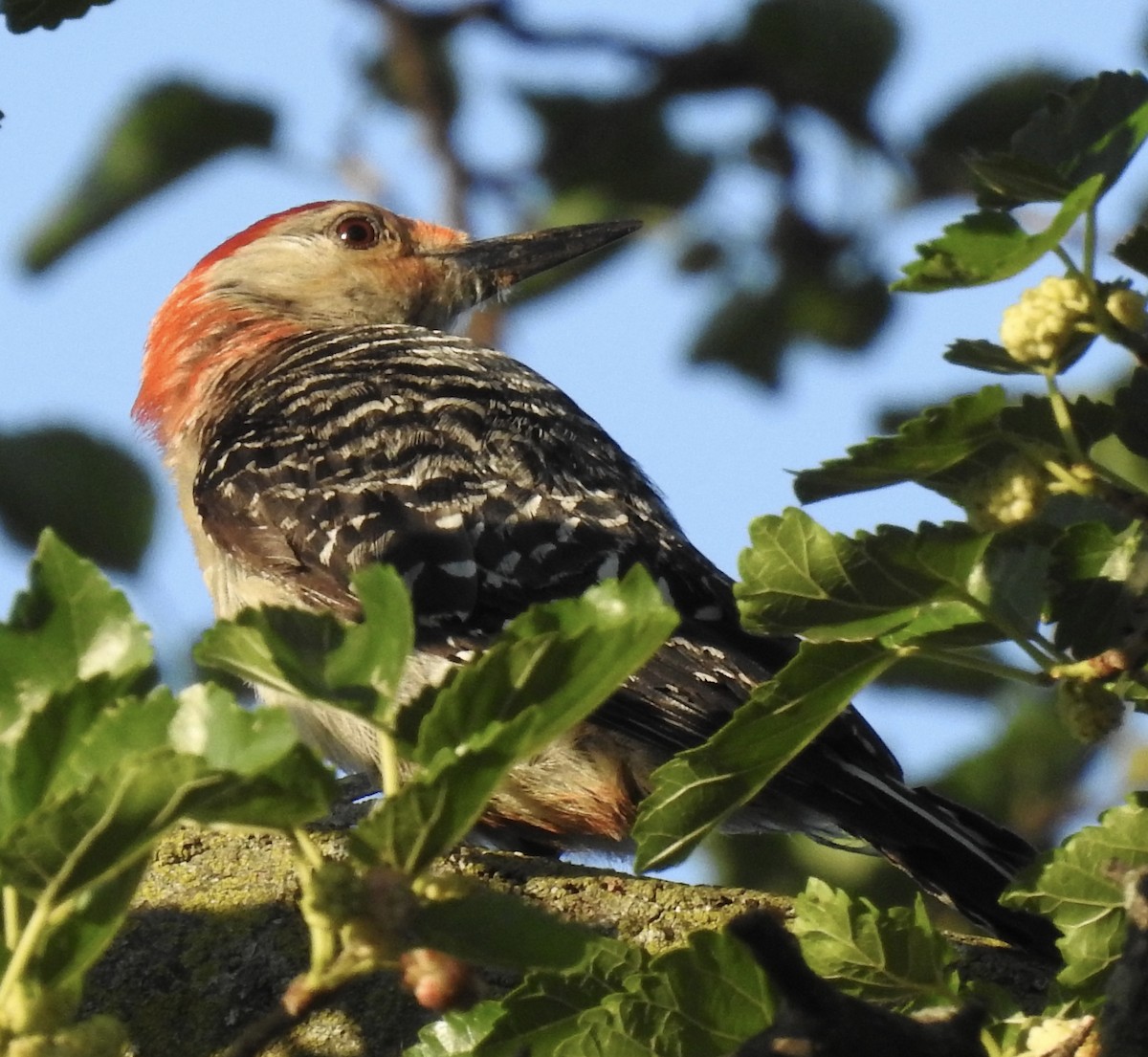 Red-bellied Woodpecker - ML621394951