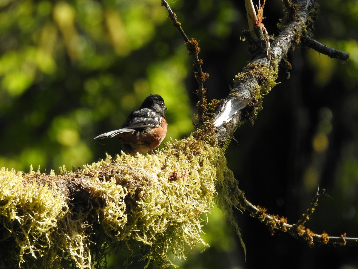 Spotted Towhee - ML621394969