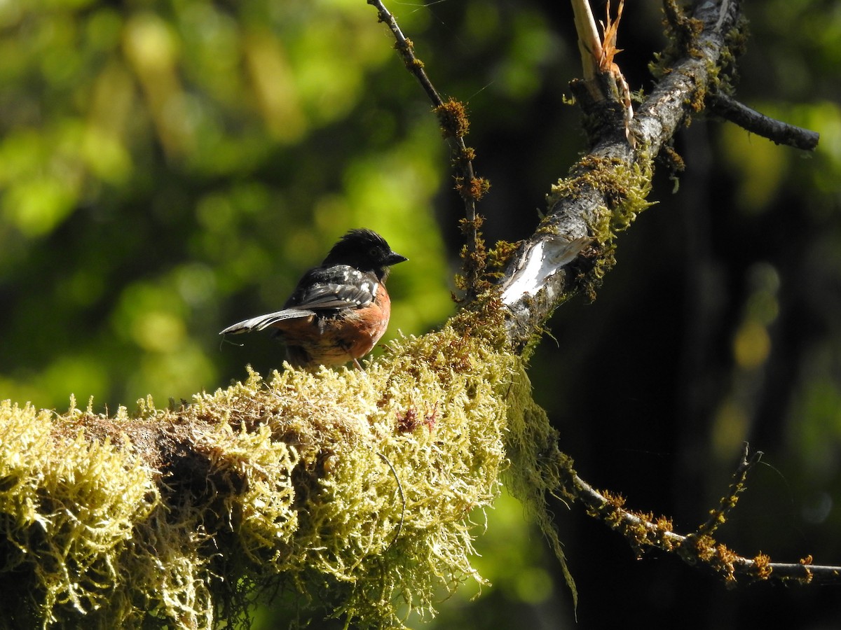 Spotted Towhee - ML621394970