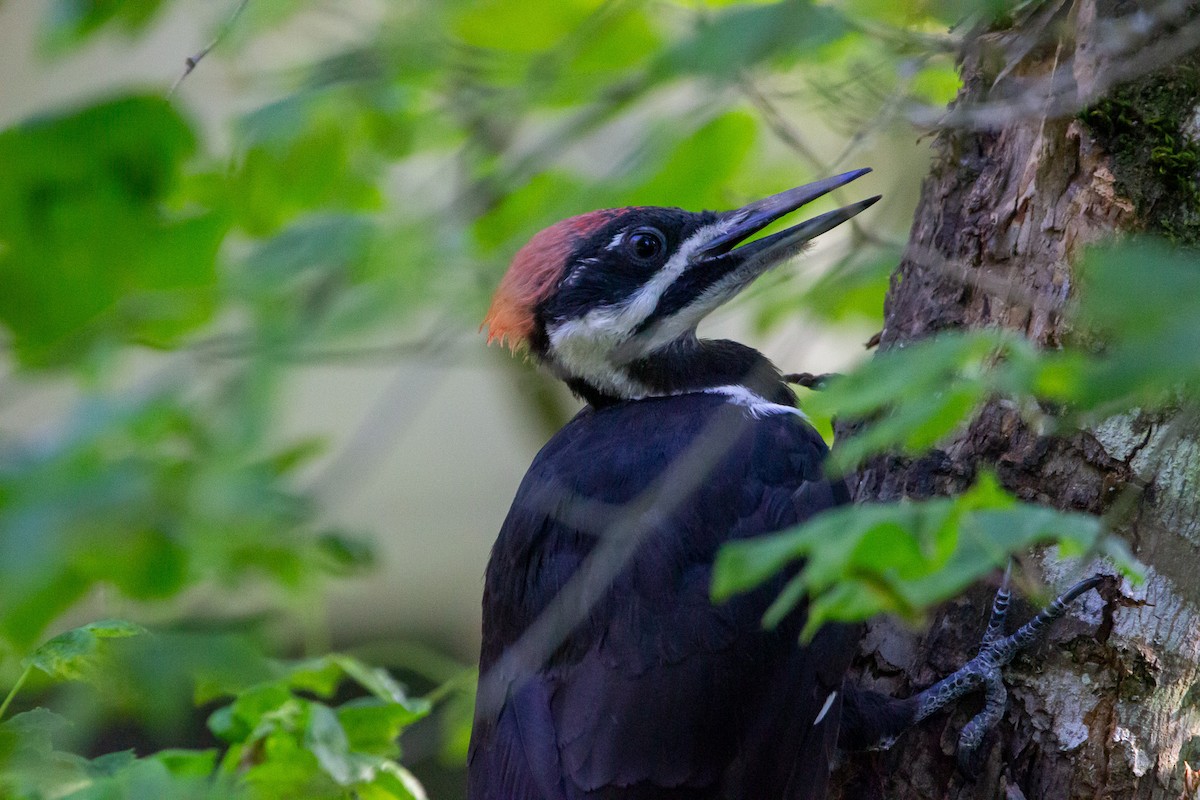 Pileated Woodpecker - ML621395013