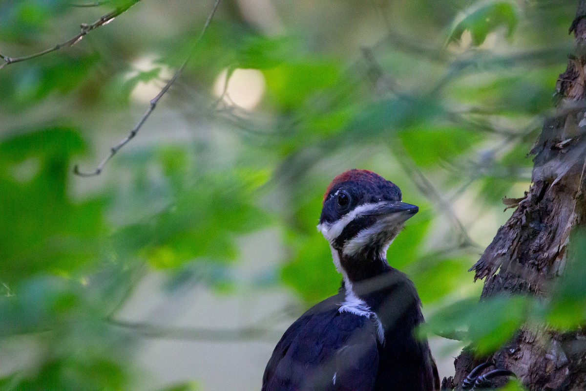 Pileated Woodpecker - ML621395016