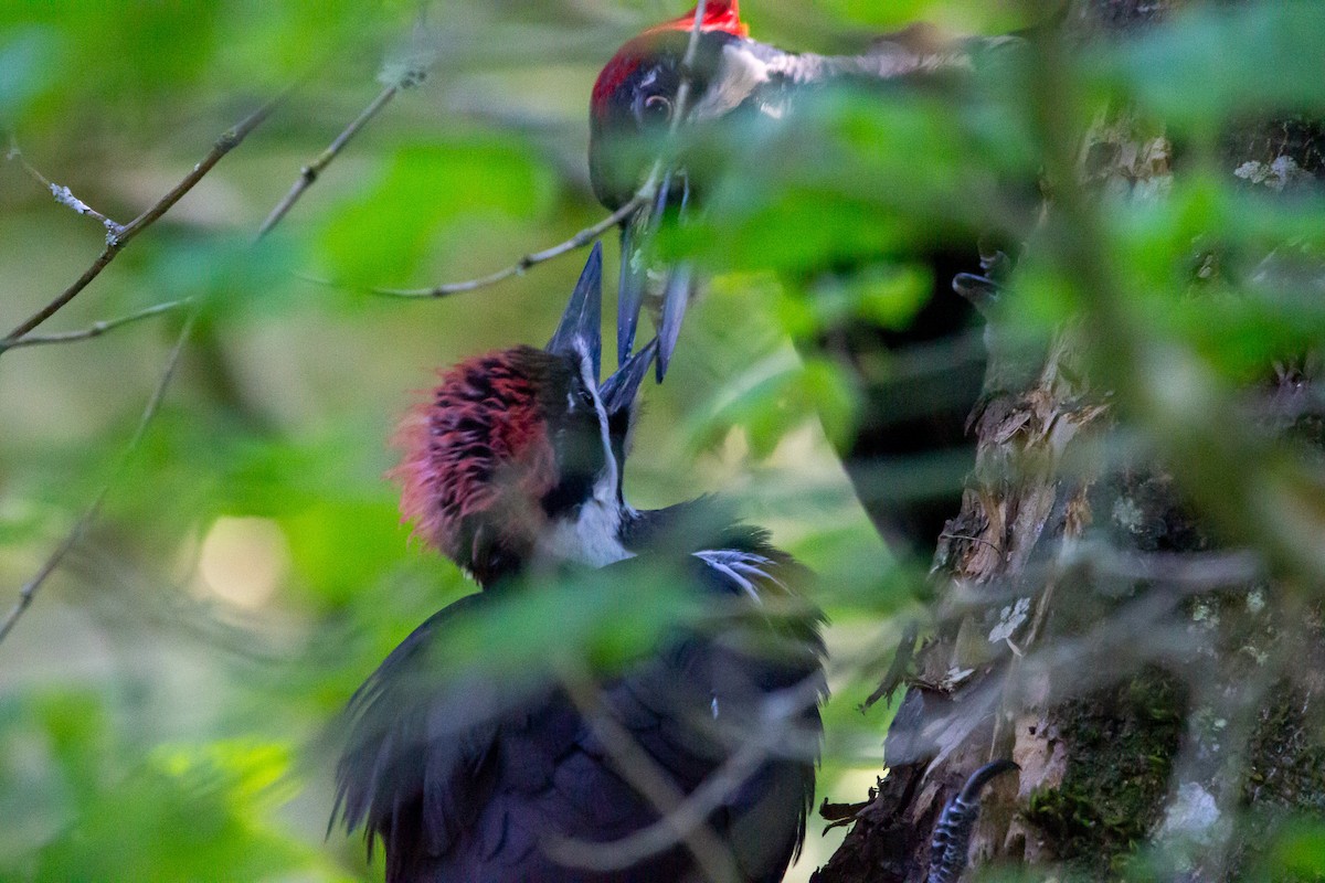 Pileated Woodpecker - ML621395017