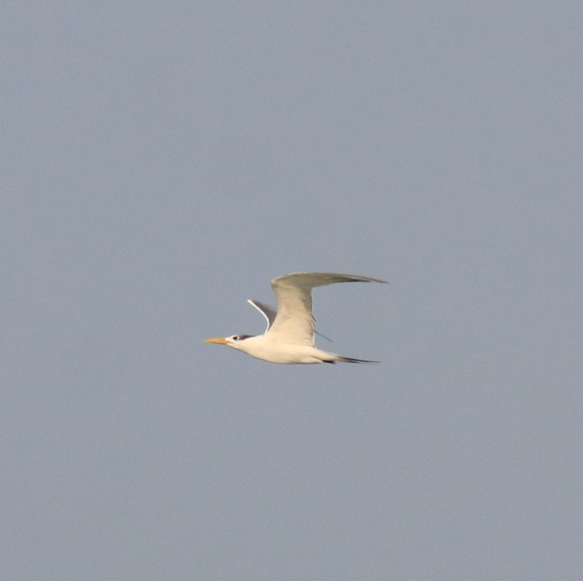 Great Crested Tern - ML621395021