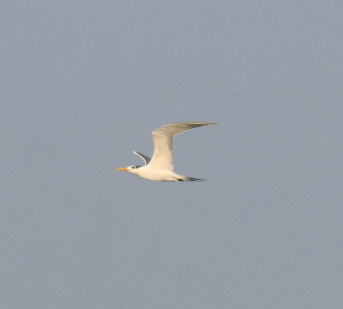Great Crested Tern - ML621395022