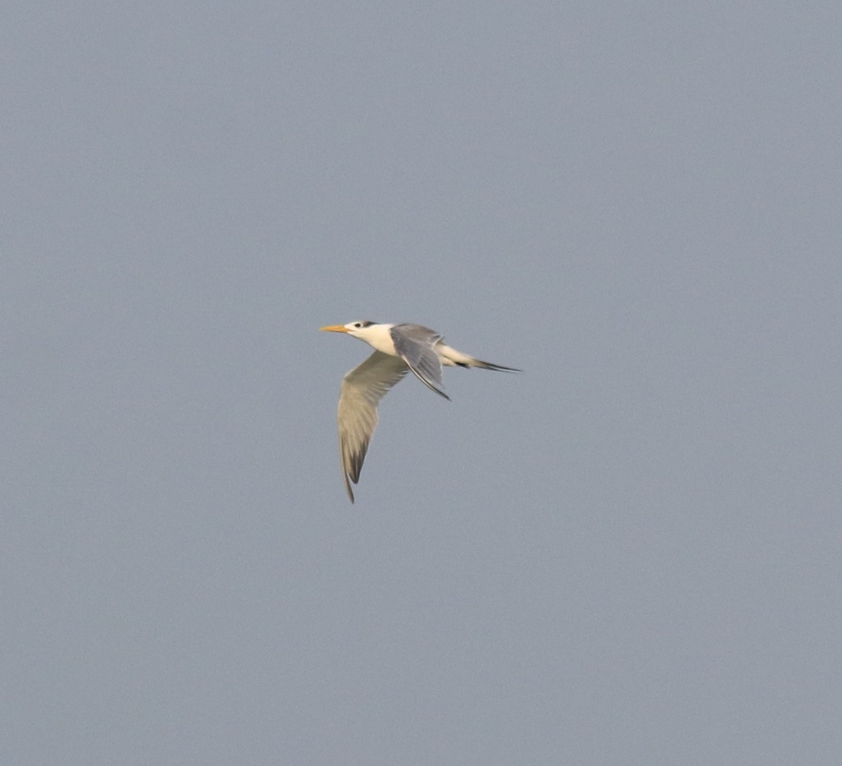 Great Crested Tern - ML621395023