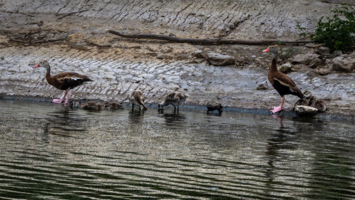 Black-bellied Whistling-Duck - ML621395048