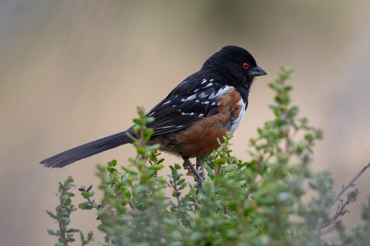 Spotted Towhee - ML621395066