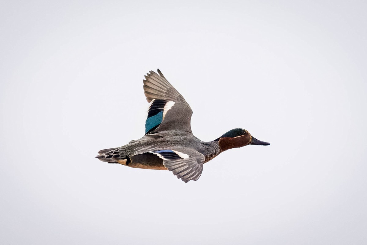 Green-winged Teal - ML621395085