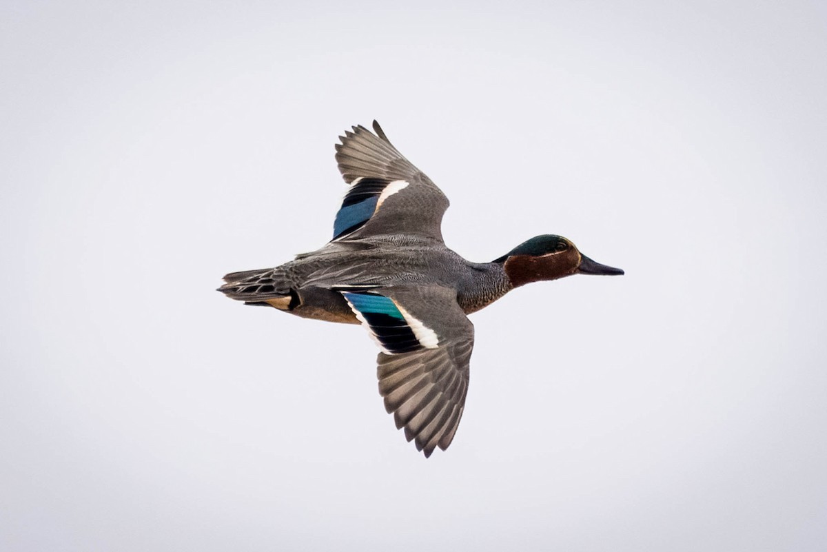Green-winged Teal - ML621395086