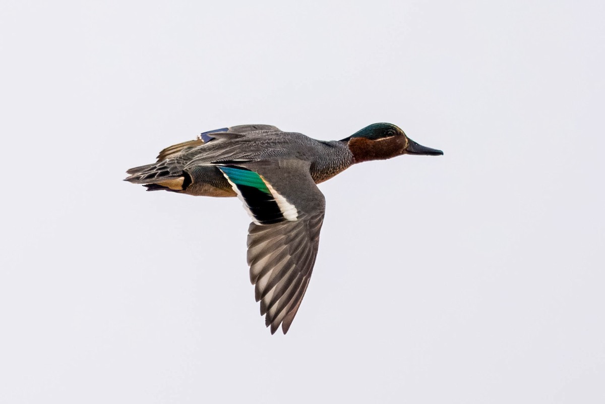 Green-winged Teal - ML621395087