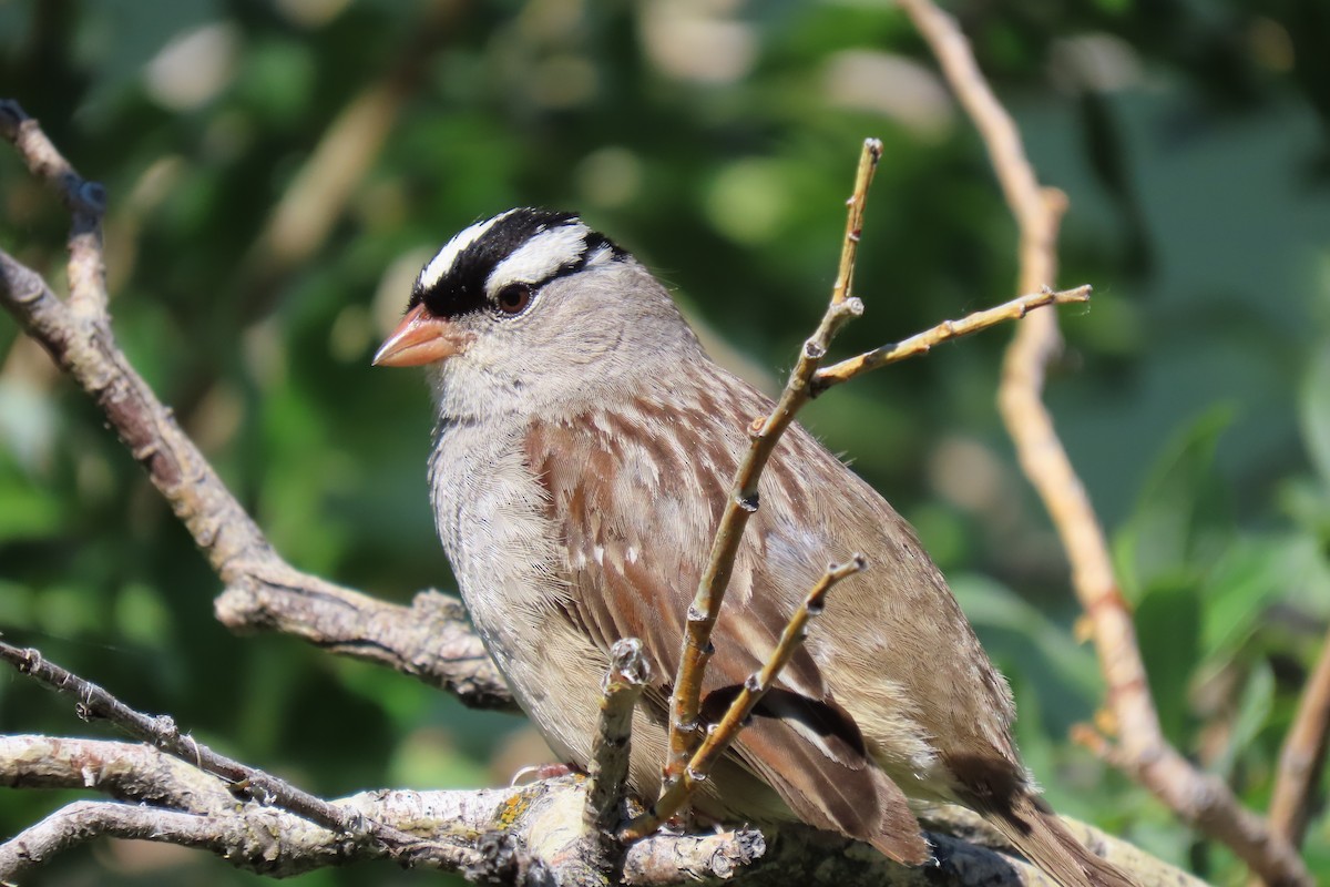 White-crowned Sparrow - ML621395148