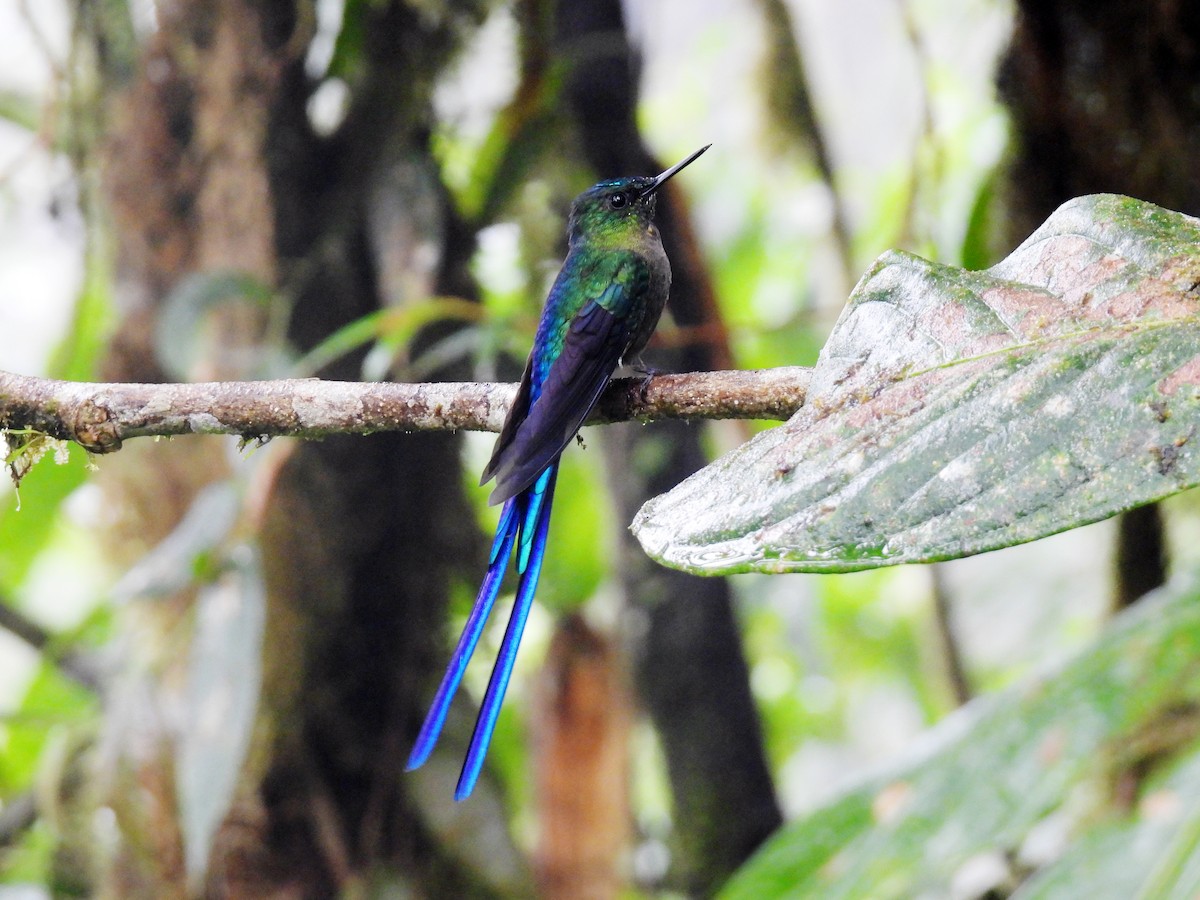 Violet-tailed Sylph - ML621395151