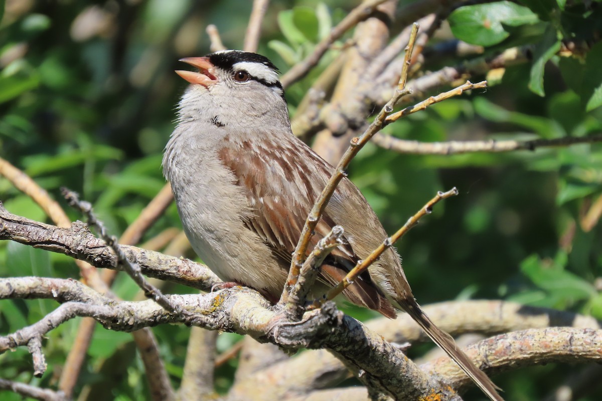 White-crowned Sparrow - ML621395152