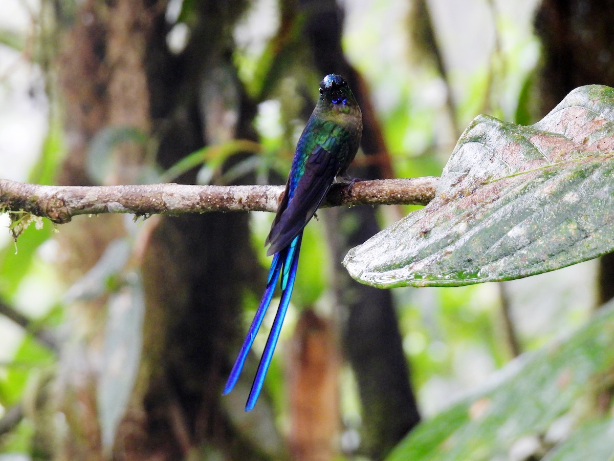 Violet-tailed Sylph - ML621395156