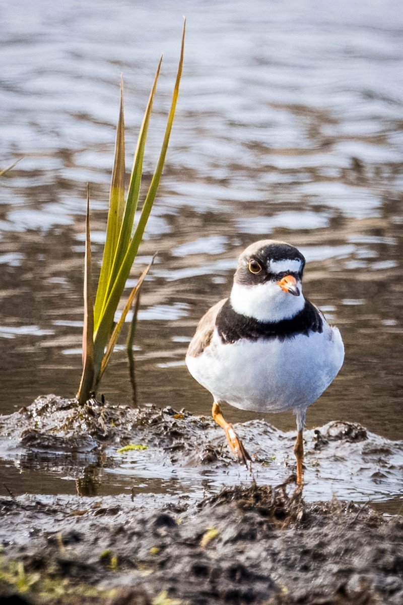 Semipalmated Plover - ML621395171