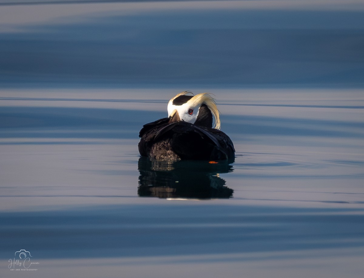 Tufted Puffin - ML621395196