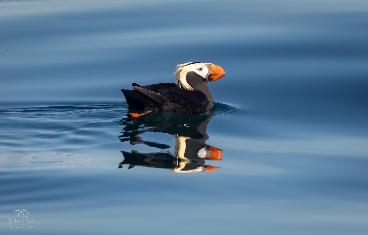 Tufted Puffin - ML621395197