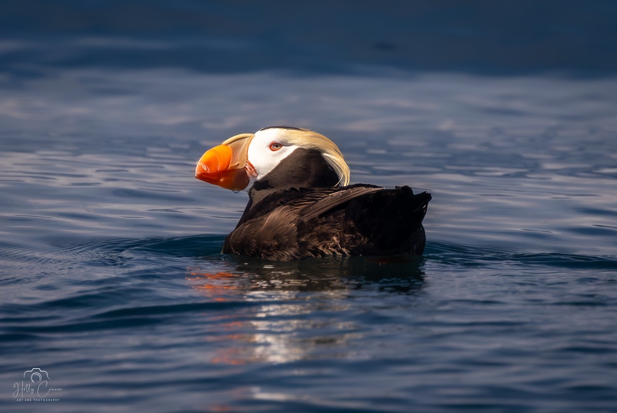 Tufted Puffin - ML621395202