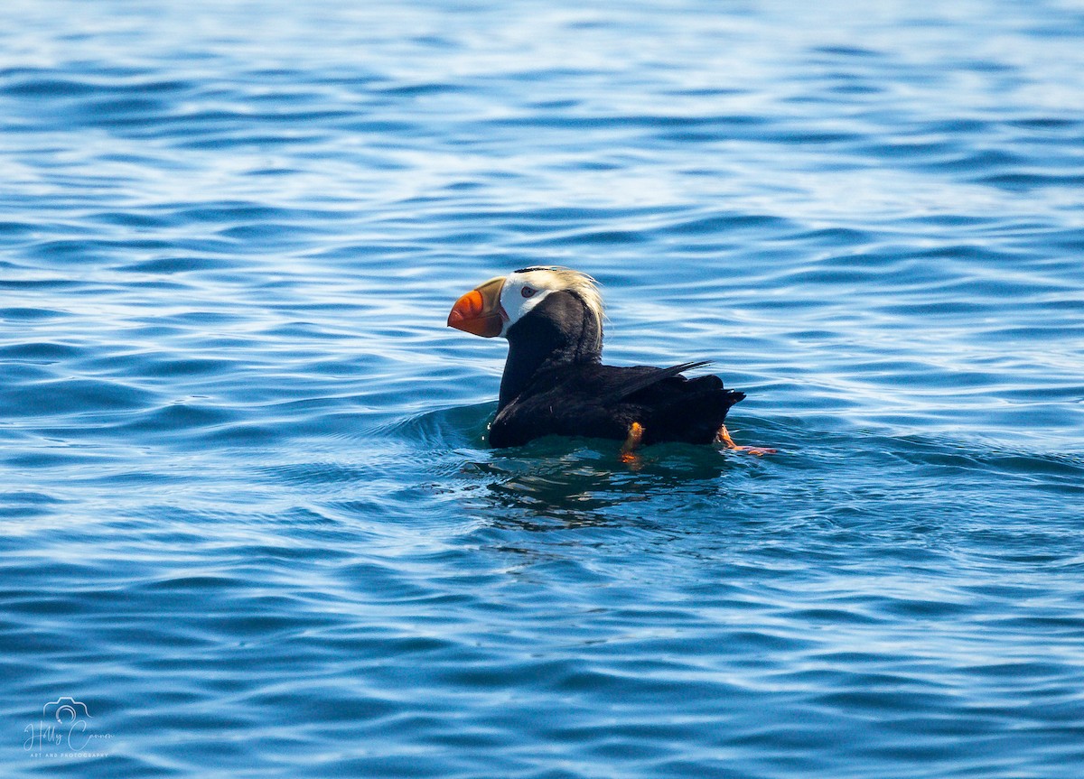 Tufted Puffin - ML621395203