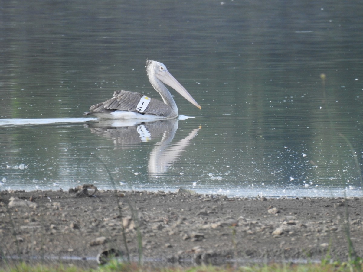 Spot-billed Pelican - ML621395204