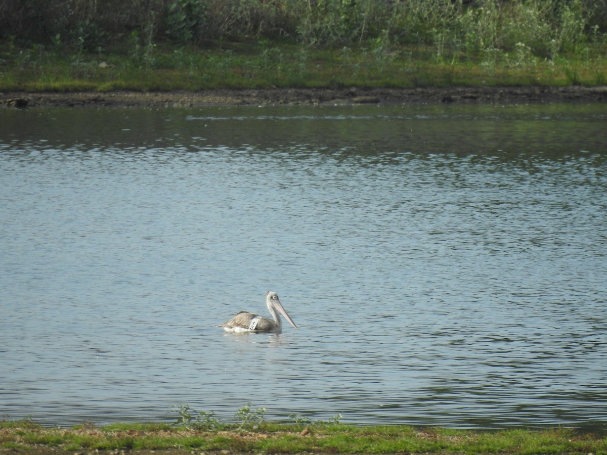 Spot-billed Pelican - ML621395205