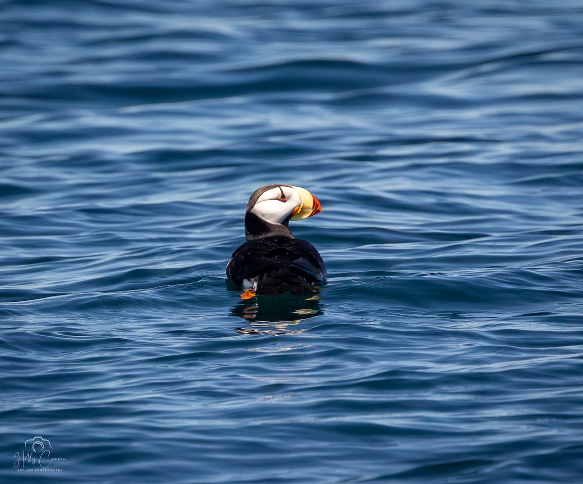 Horned Puffin - ML621395217