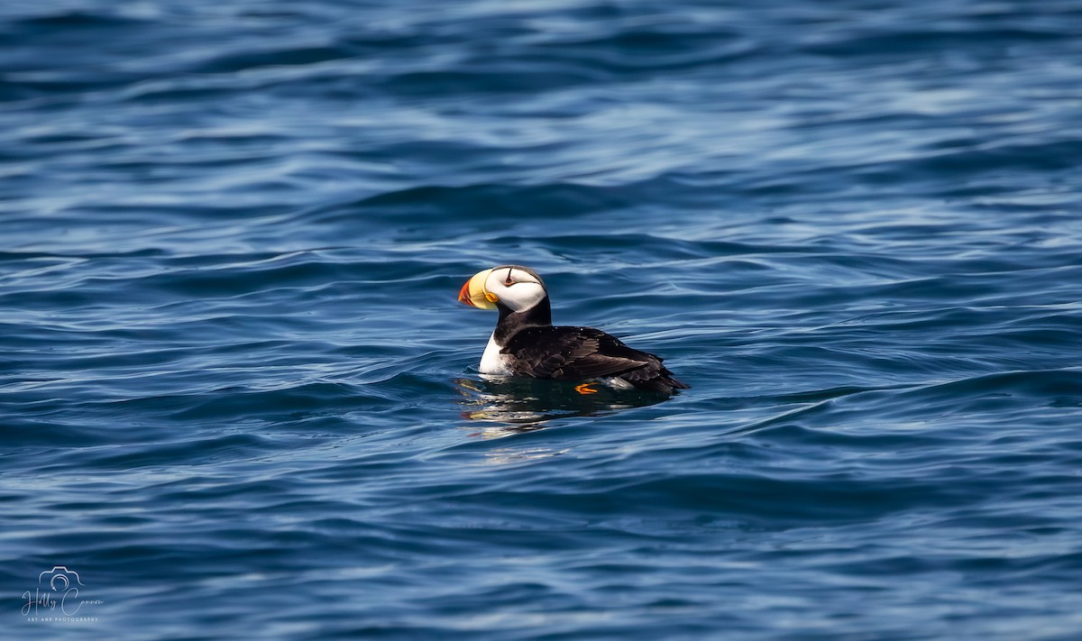 Horned Puffin - ML621395228