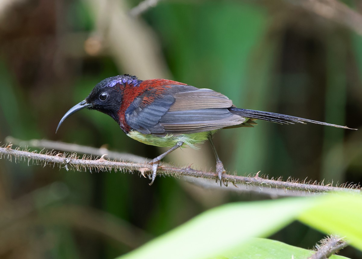 Black-throated Sunbird (Black-throated) - ML621395229