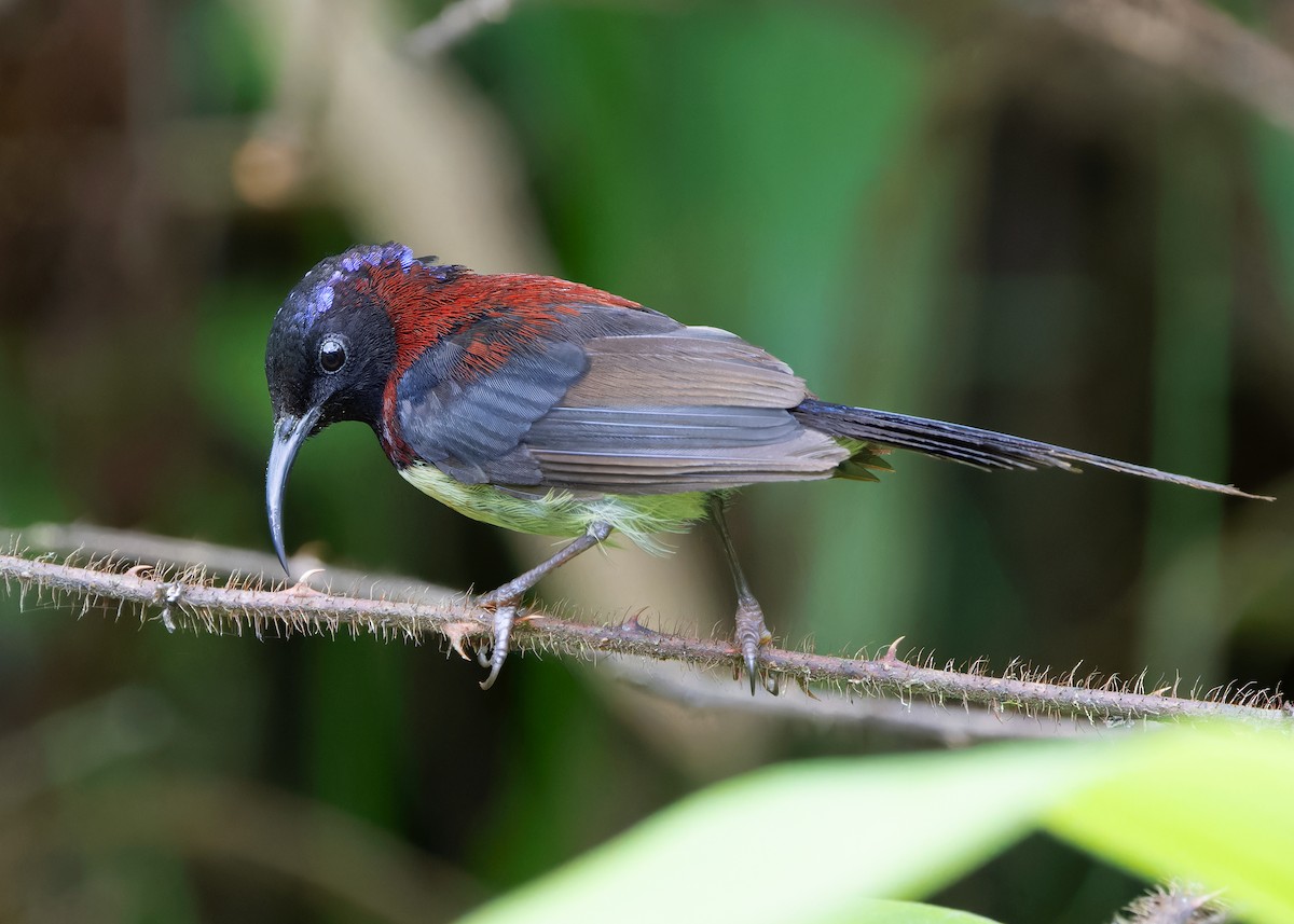 Black-throated Sunbird (Black-throated) - ML621395230
