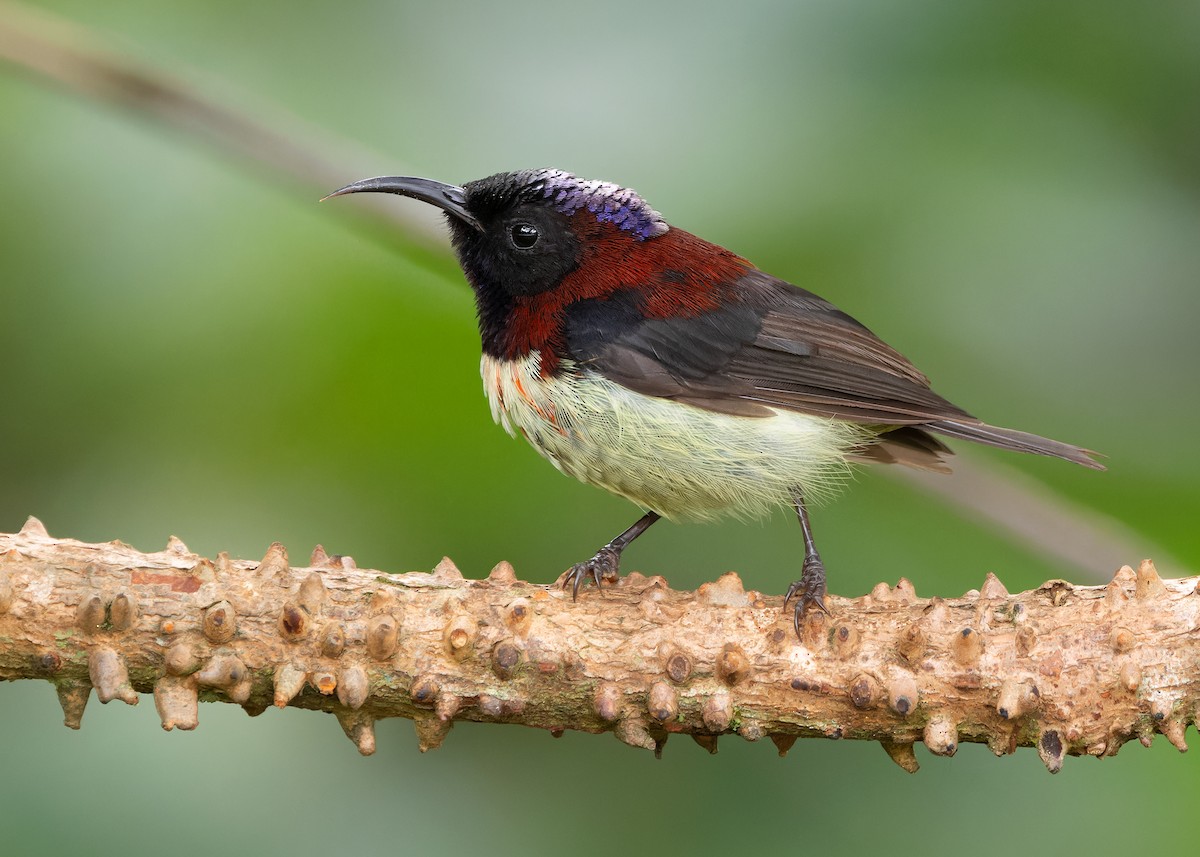 Black-throated Sunbird (Black-throated) - ML621395231