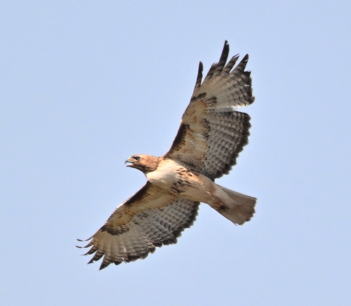 Red-tailed Hawk - ML621395239