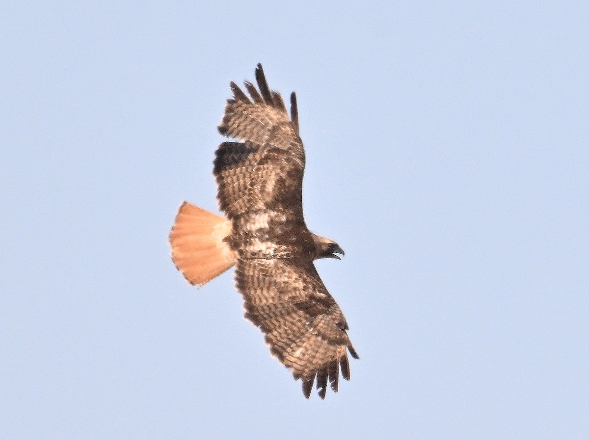 Red-tailed Hawk - ML621395240