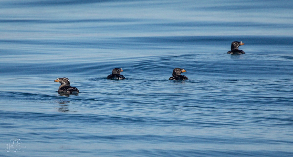 Rhinoceros Auklet - ML621395257